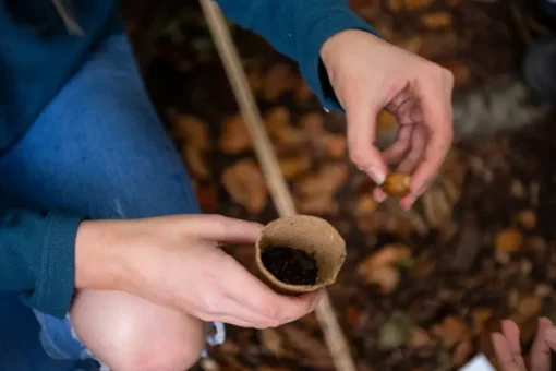 Den Kit Plant A Tree Kit