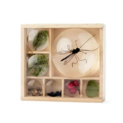 Huckleberry My Little Museum Bug Observation