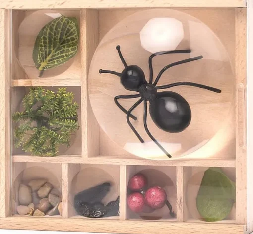 Huckleberry My Little Museum Bug Observation