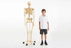 Life Size Skeleton 160cm 03067 (Direct Shipping)