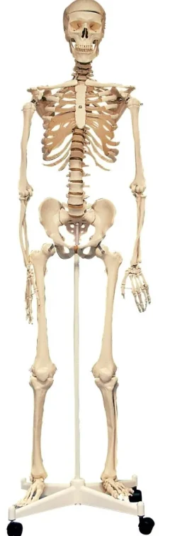 Life Size Skeleton 160cm 03067 (Direct Shipping)