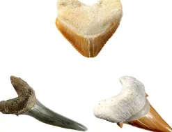 National Geographic Shark Tooth Dig Kit