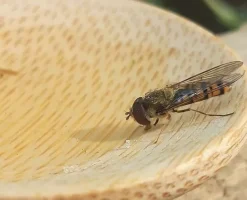 Nature Nurture Emergency Bee Rescue Kit