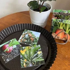 Teddo Play - Where Our Food Grows Card Set