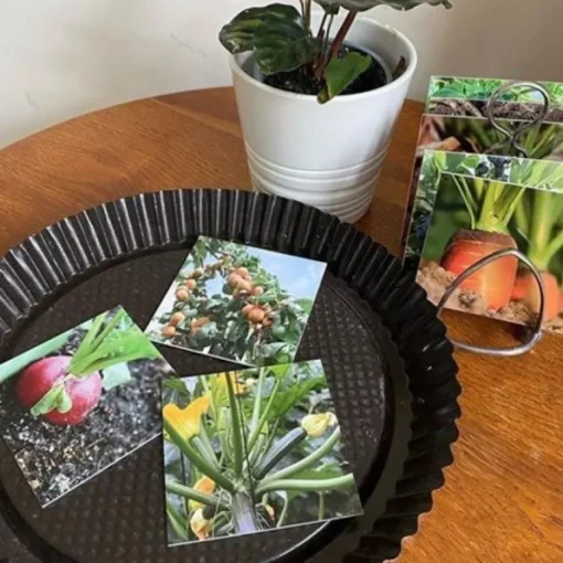 Teddo Play - Where Our Food Grows Card Set
